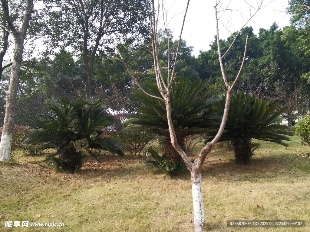 户外树木草地景观