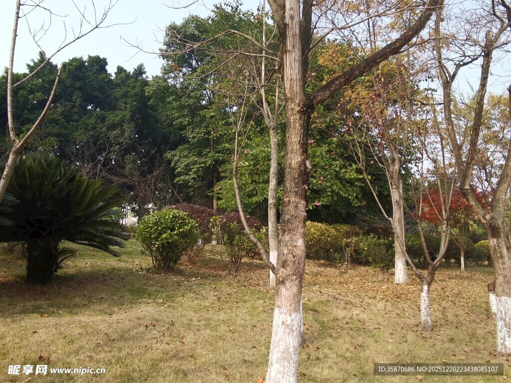 冬日公园树木景观