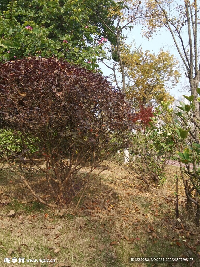 秋日多彩灌木丛景观