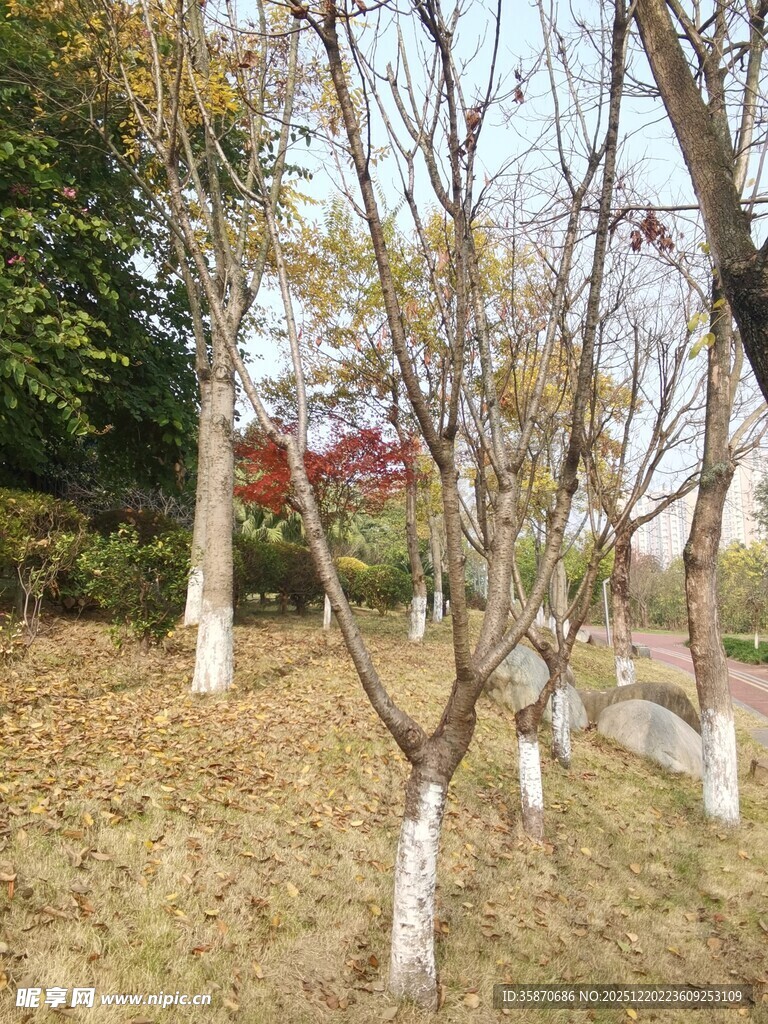 冬日公园的光秃树木景观