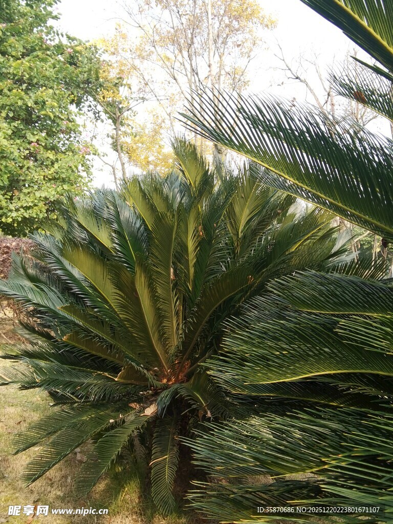 户外翠绿苏铁植物景观