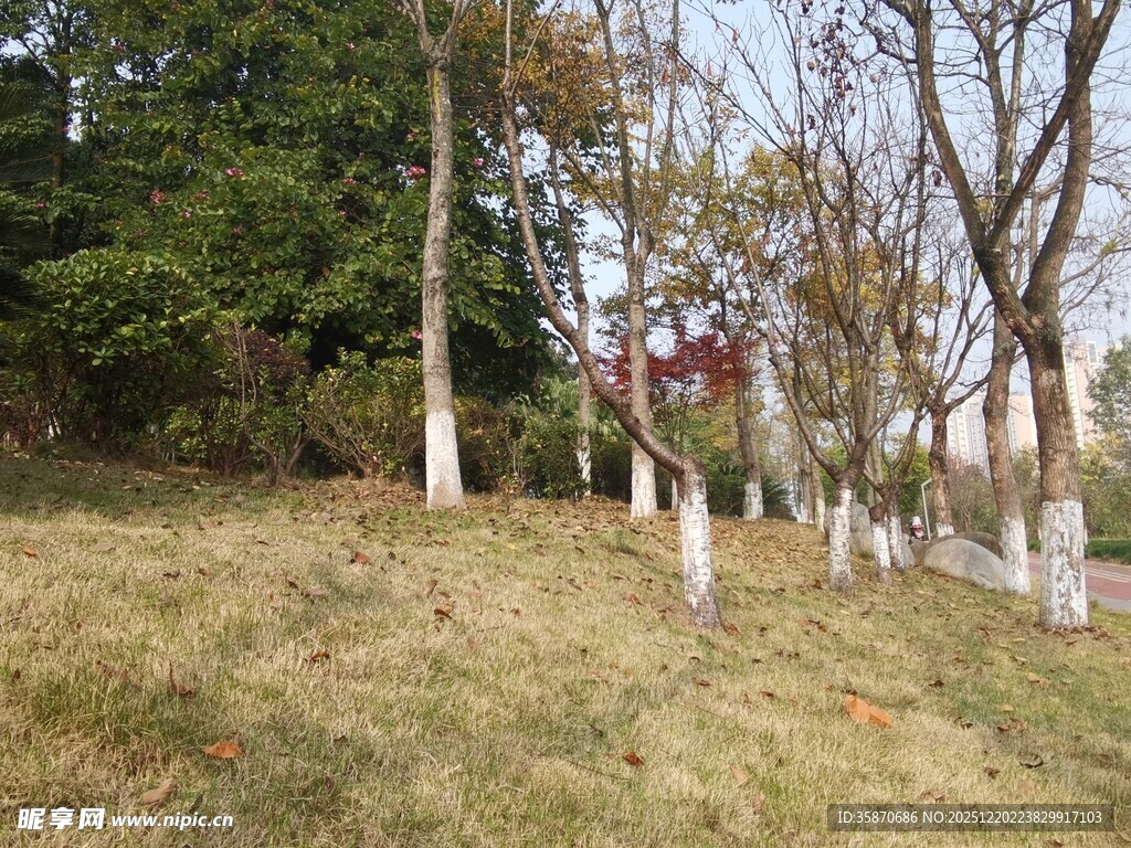 秋日郊野树木与草地景观