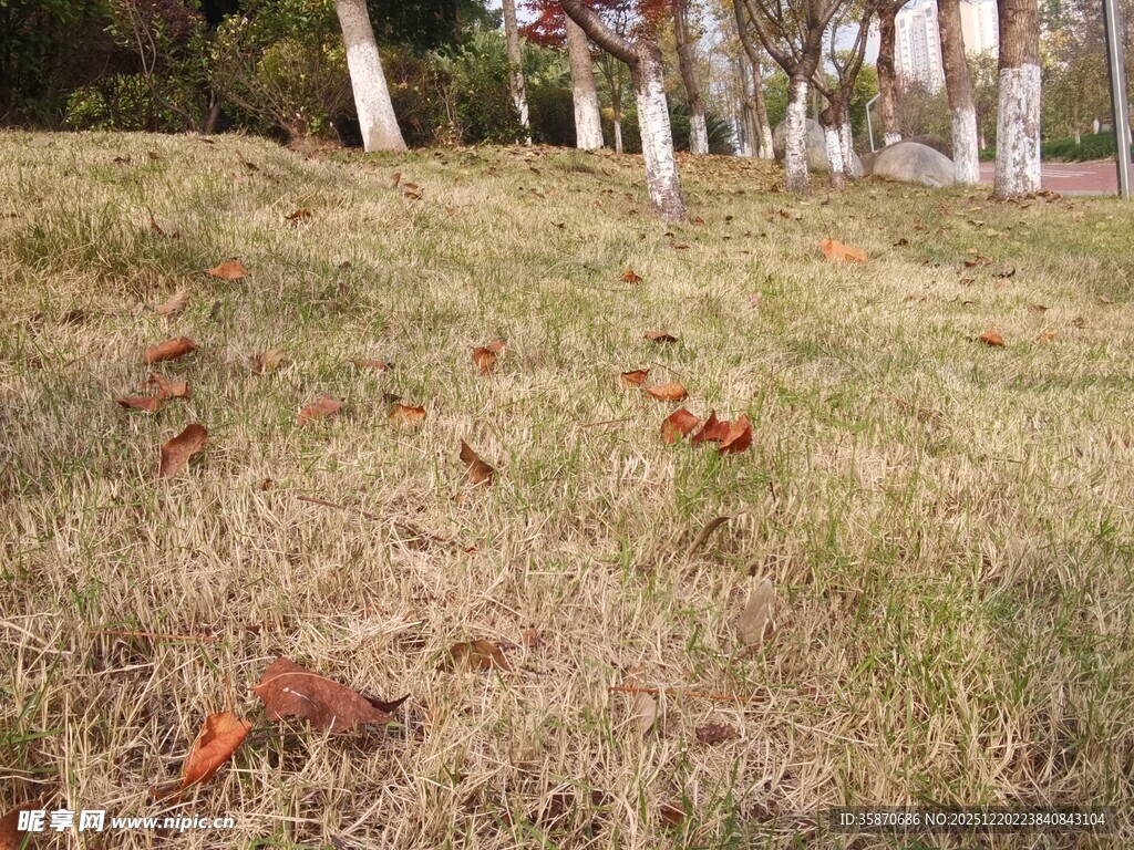 秋日草地与远处树木景观