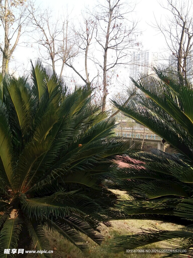 户外的棕榈树景观