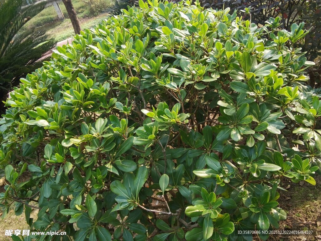 绿叶繁茂的灌木植物