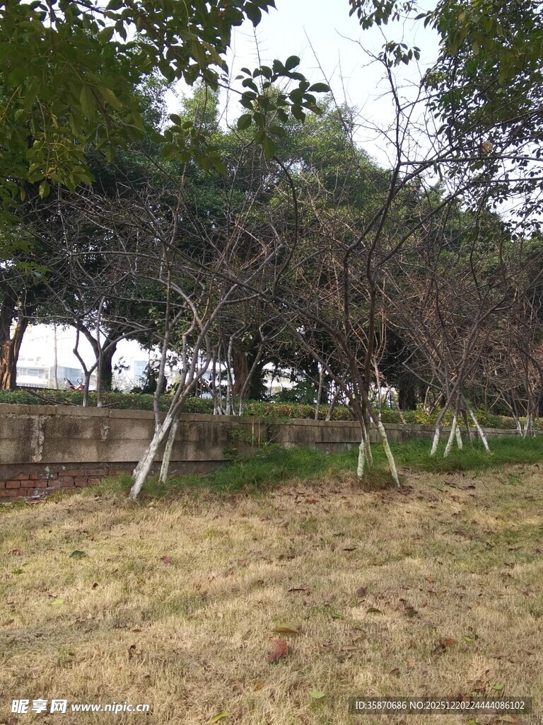 户外树木草地自然场景