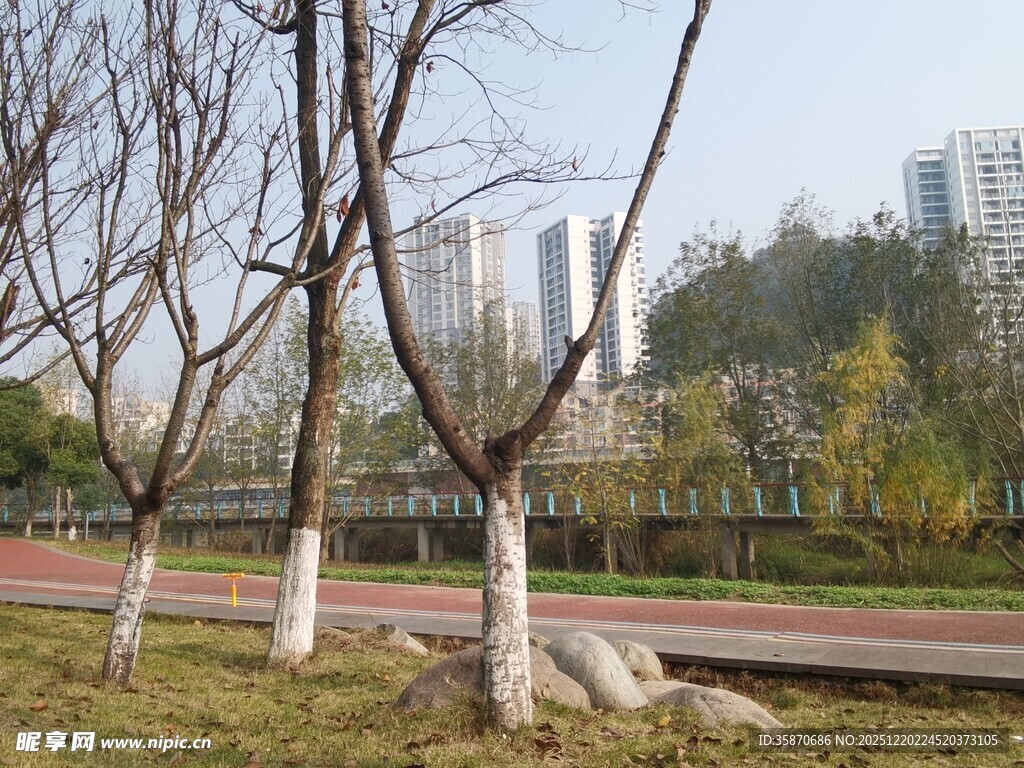 城市公园冬日树木景观