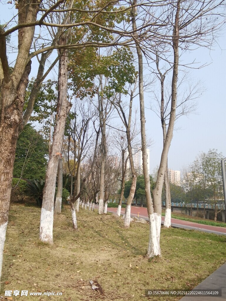 冬日路旁的光秃树木景观