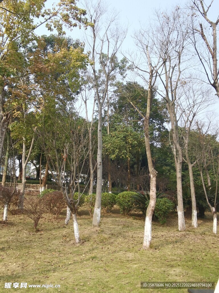 冬日公园的树木景观