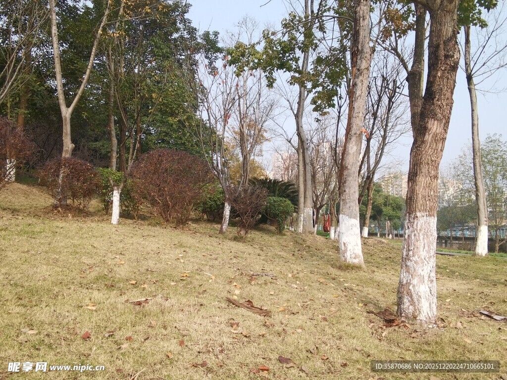 冬日郊外树木景观