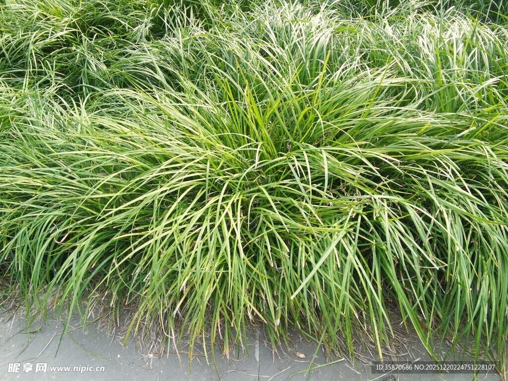 翠绿葱茏的丛生草本植物