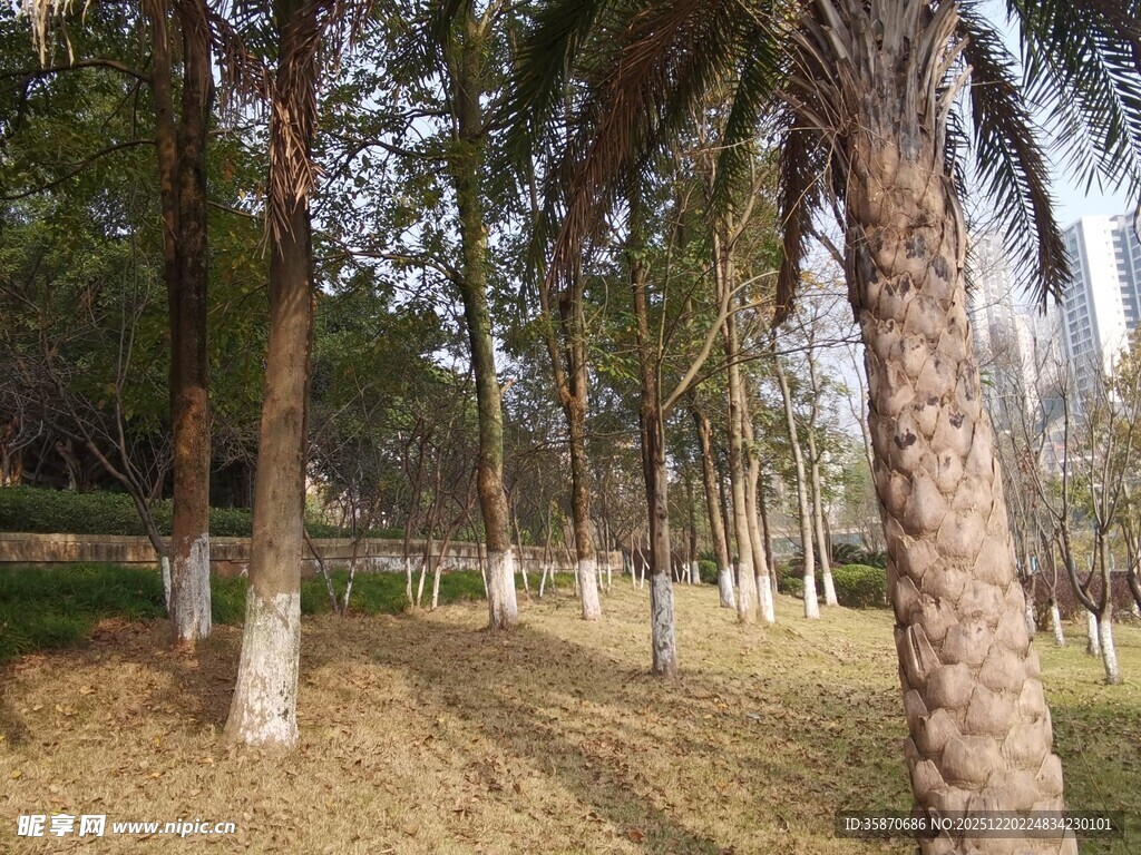 林间棕榈树景观