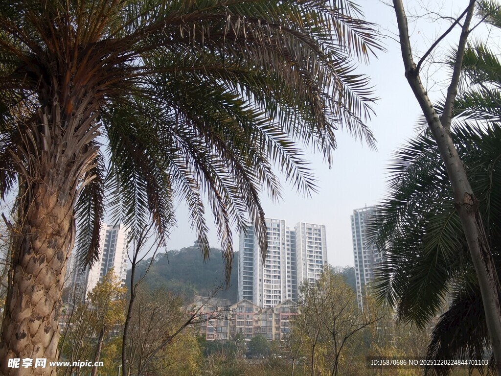 城市中繁茂的棕榈树景观