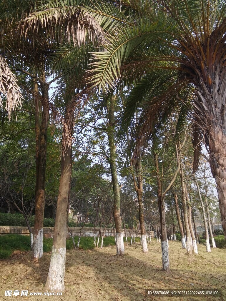 林间棕榈树景观