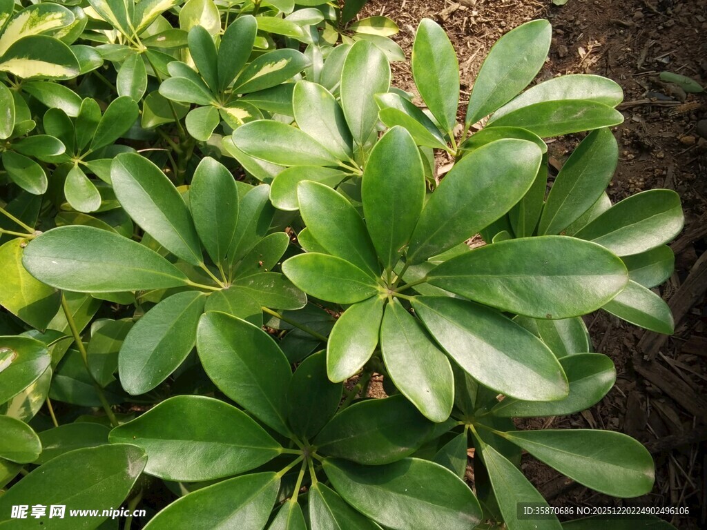 翠绿海桐叶特写