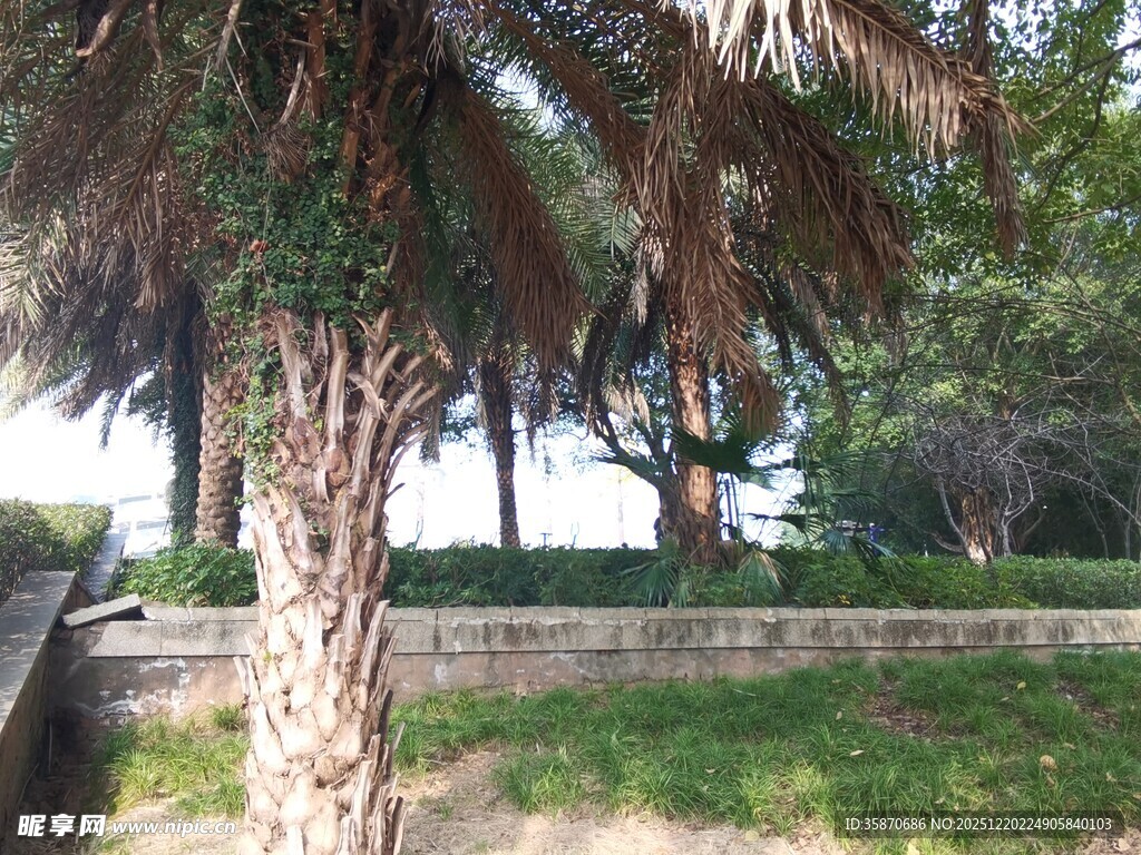 户外棕榈树旁的自然景致