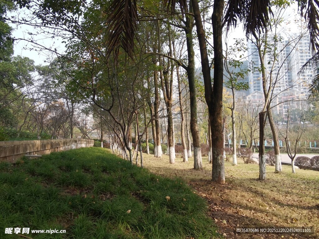 林间静谧小道景观