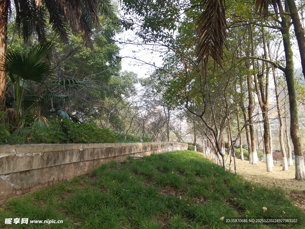 林间小道静谧自然景致