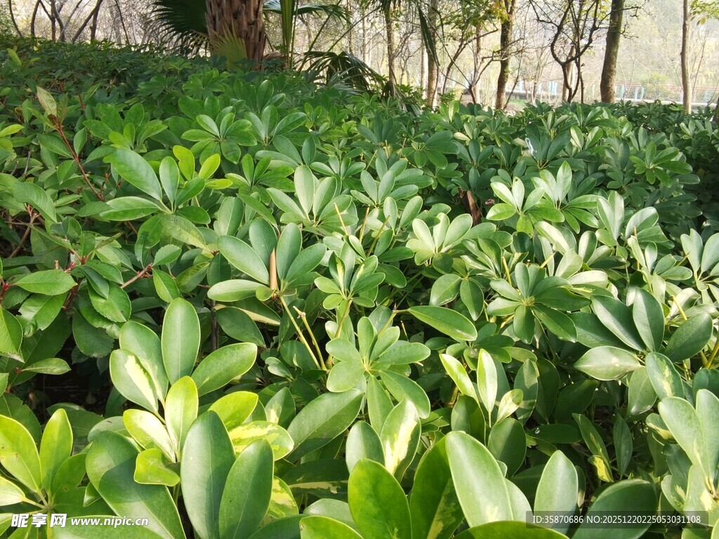 繁茂绿植生机盎然