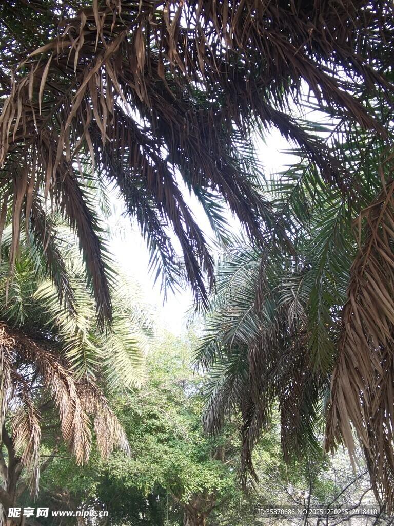 林间松枝绿意朦胧之景