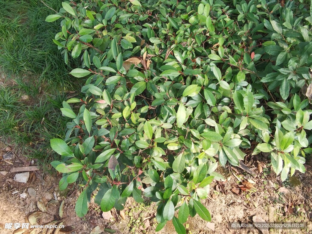 绿叶繁茂的低矮植物