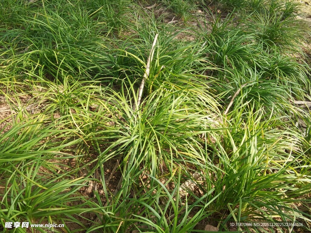 野外丛生的绿色草本植物