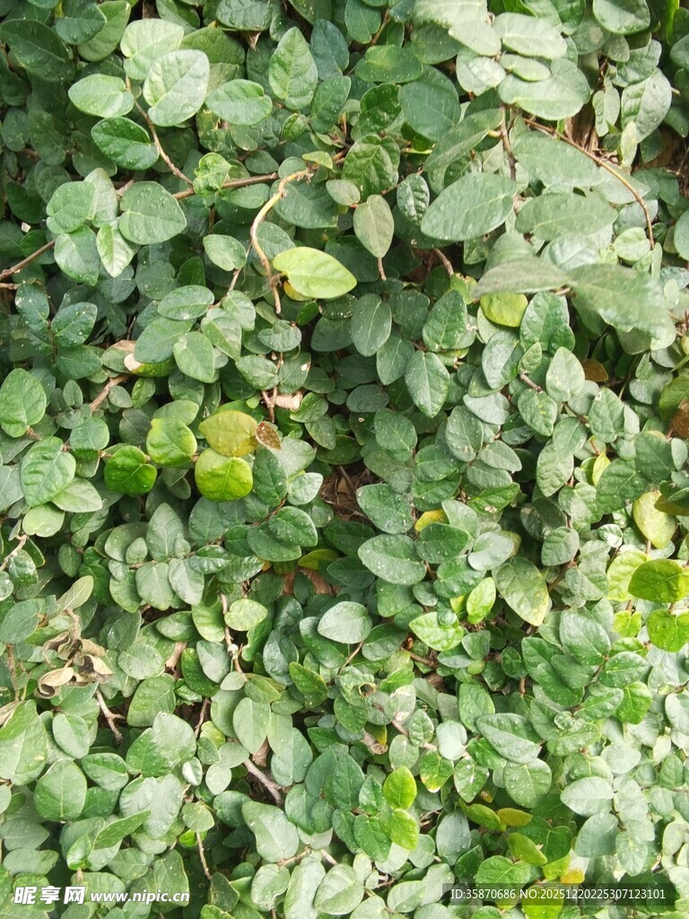 翠绿繁茂的植物叶片