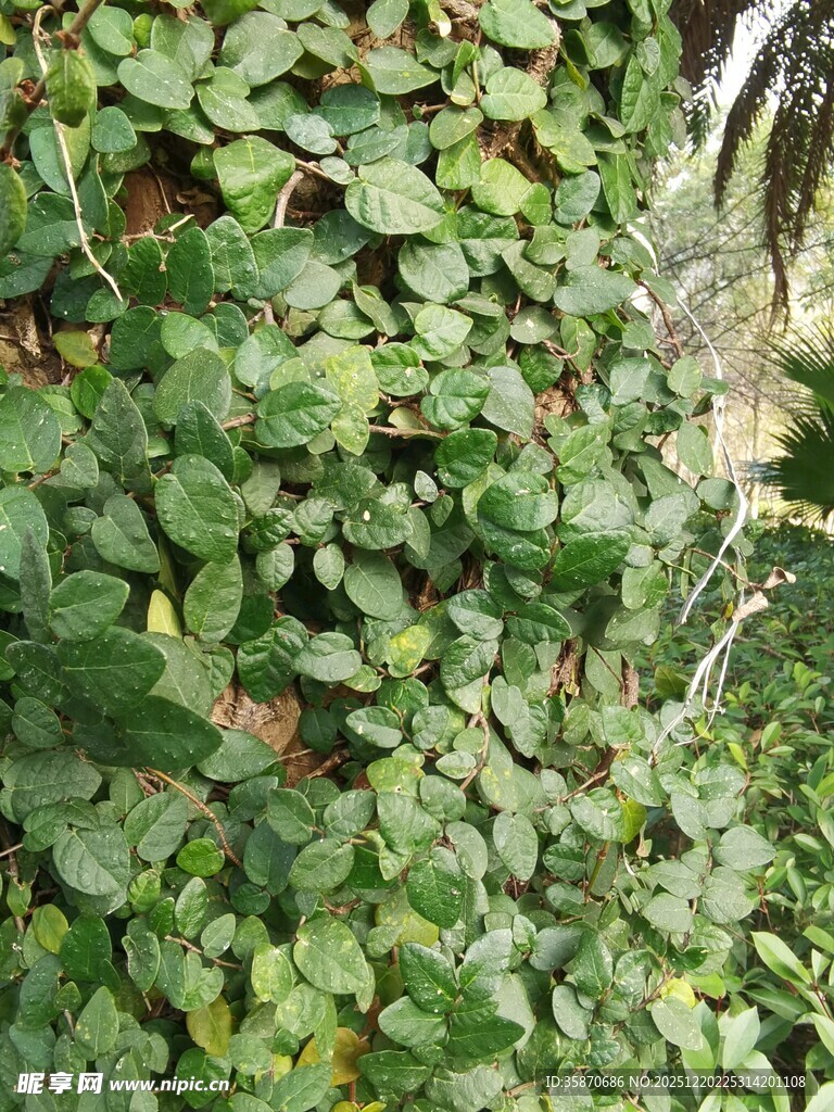 翠绿繁茂的爬藤植物