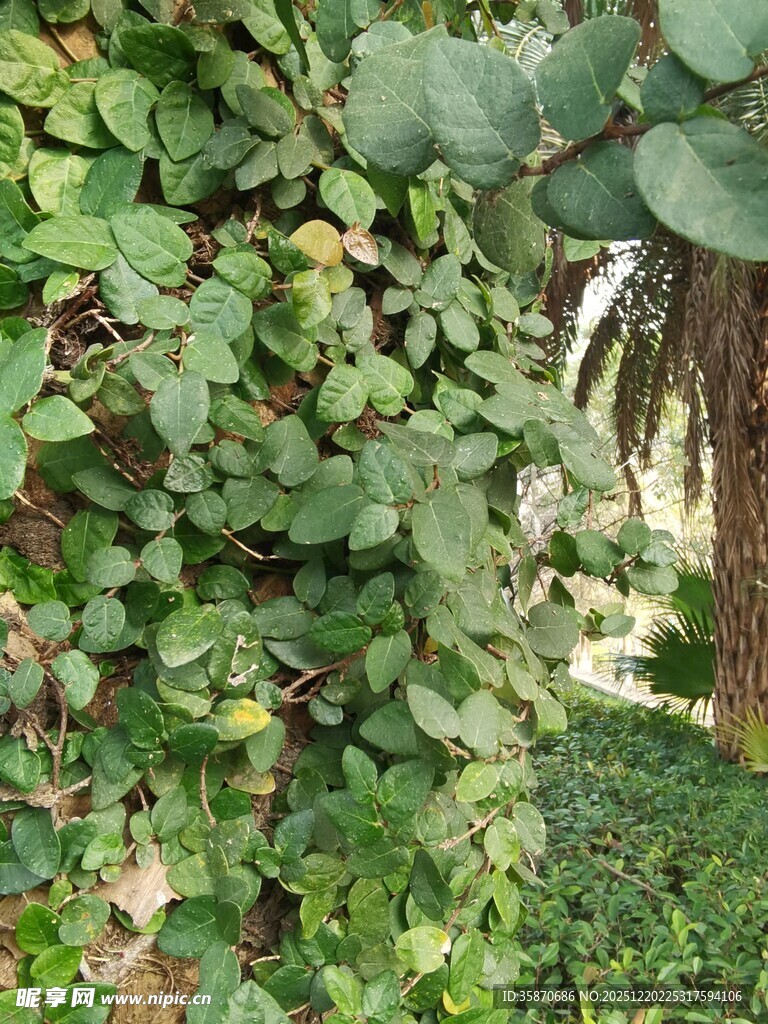 绿叶藤蔓植物景观