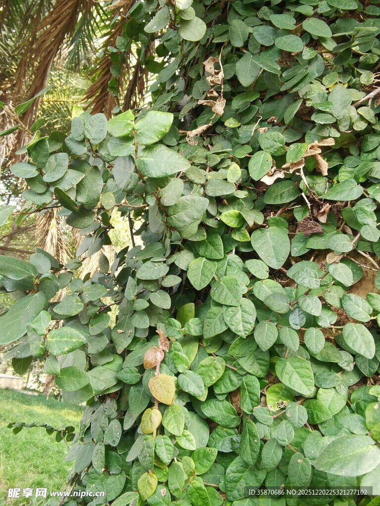 绿叶繁茂的藤蔓植物