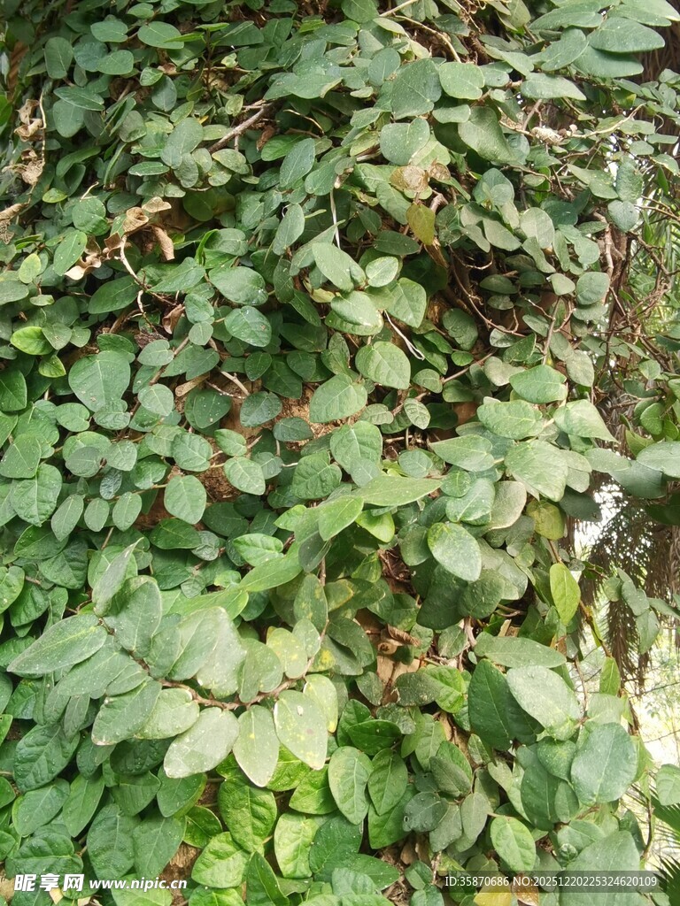 翠绿繁茂的爬藤植物