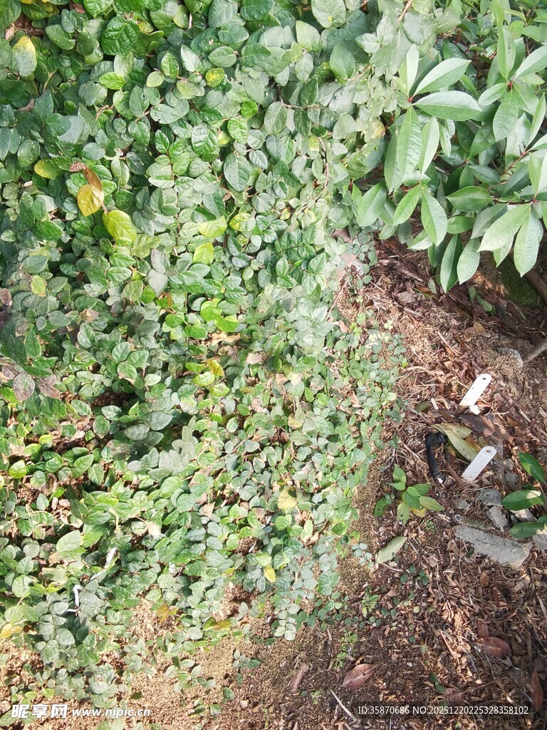 繁茂绿植展现自然生机