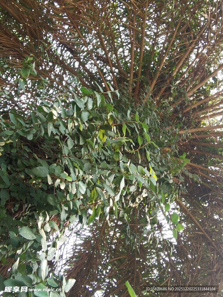 仰视繁茂枝叶景观