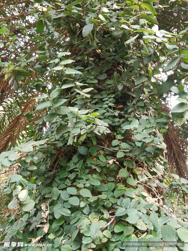 繁茂绿植覆盖的自然景象