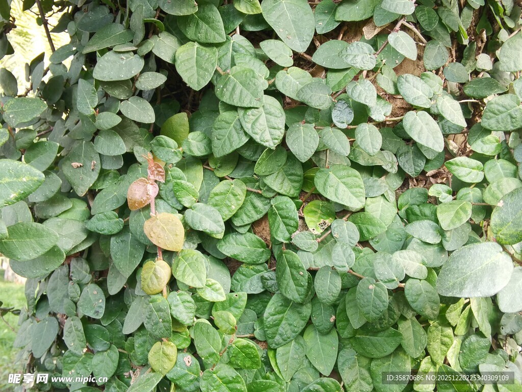 绿叶间的粉色果实