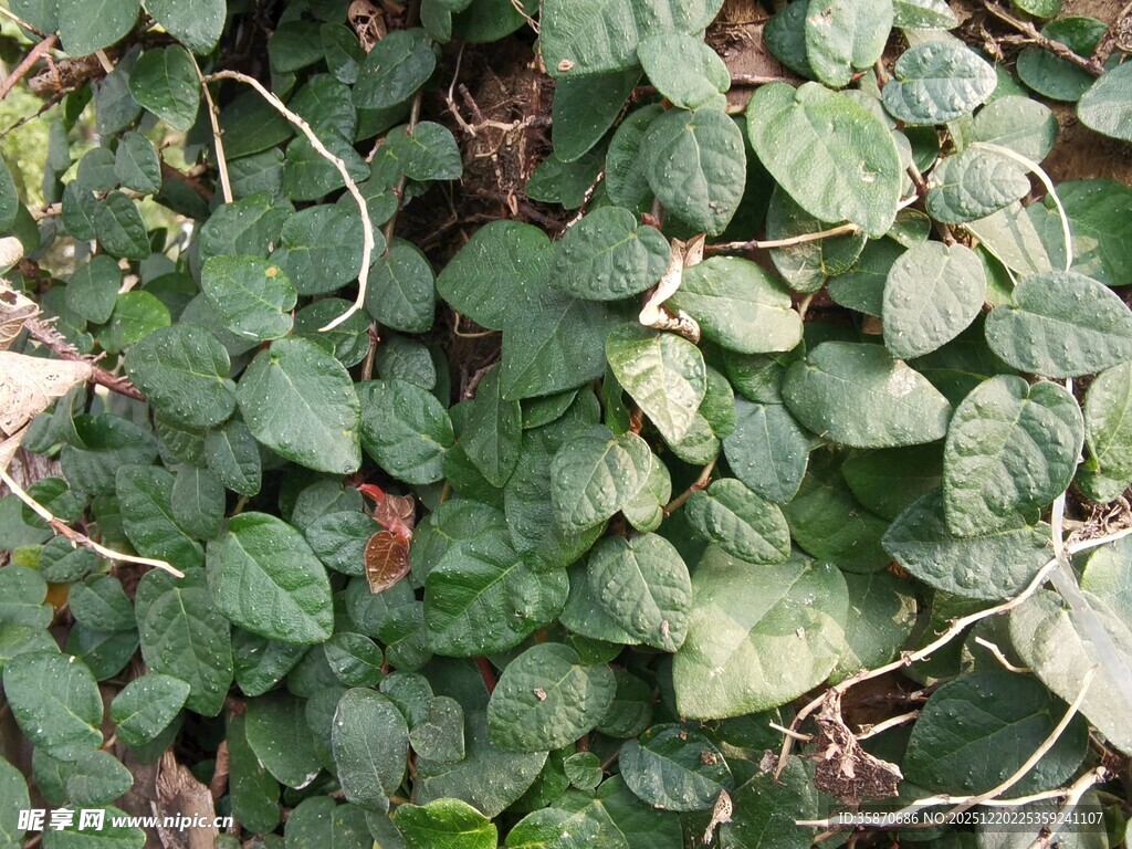 心形绿叶植物特写