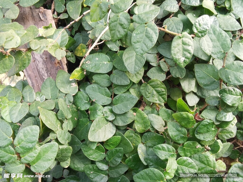 绿叶丛中的青涩果实