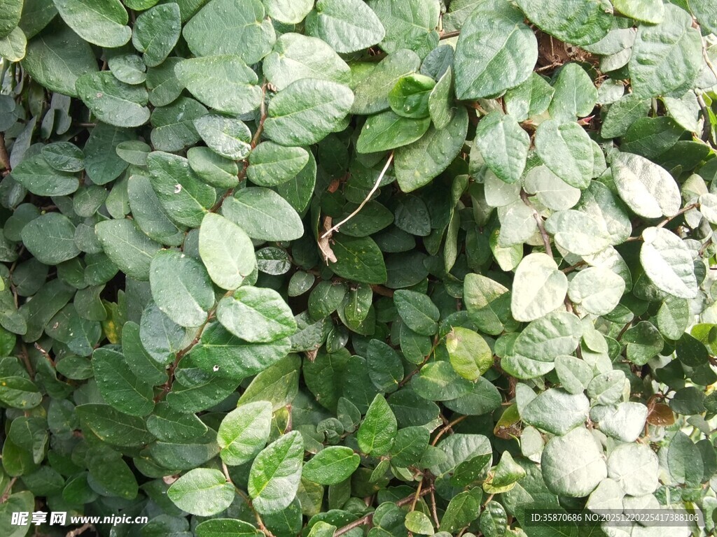 翠绿繁茂的叶片植物