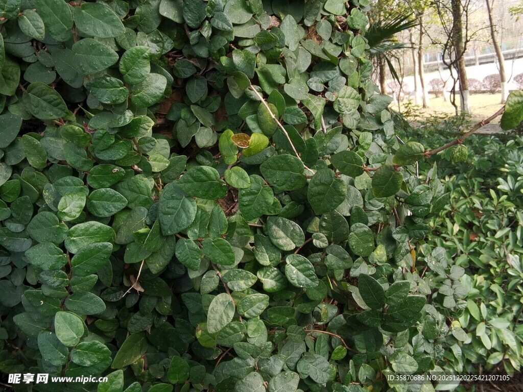 翠绿繁茂的爬藤植物