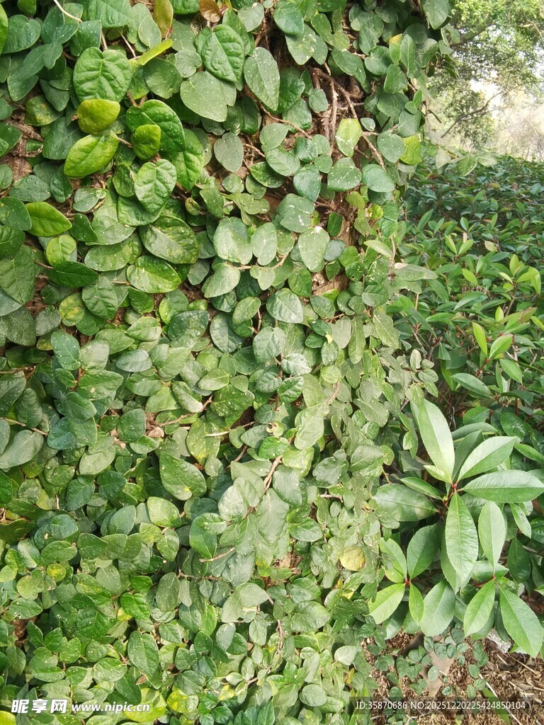 绿叶繁茂的植物景观