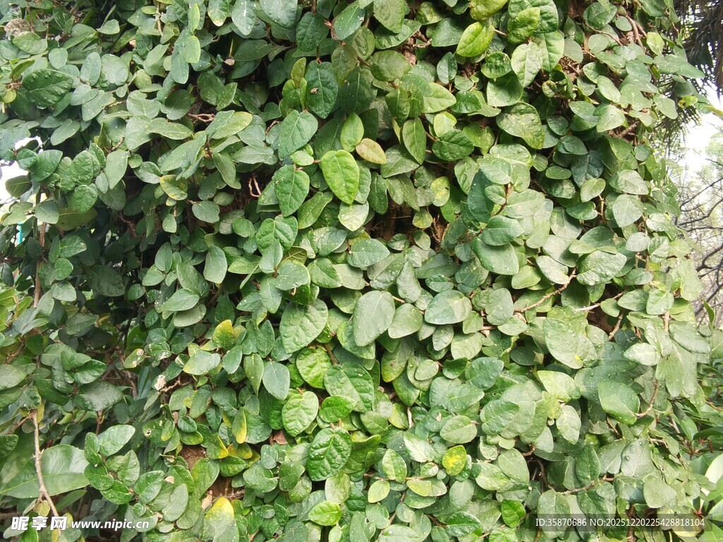 翠绿繁茂的藤蔓植物