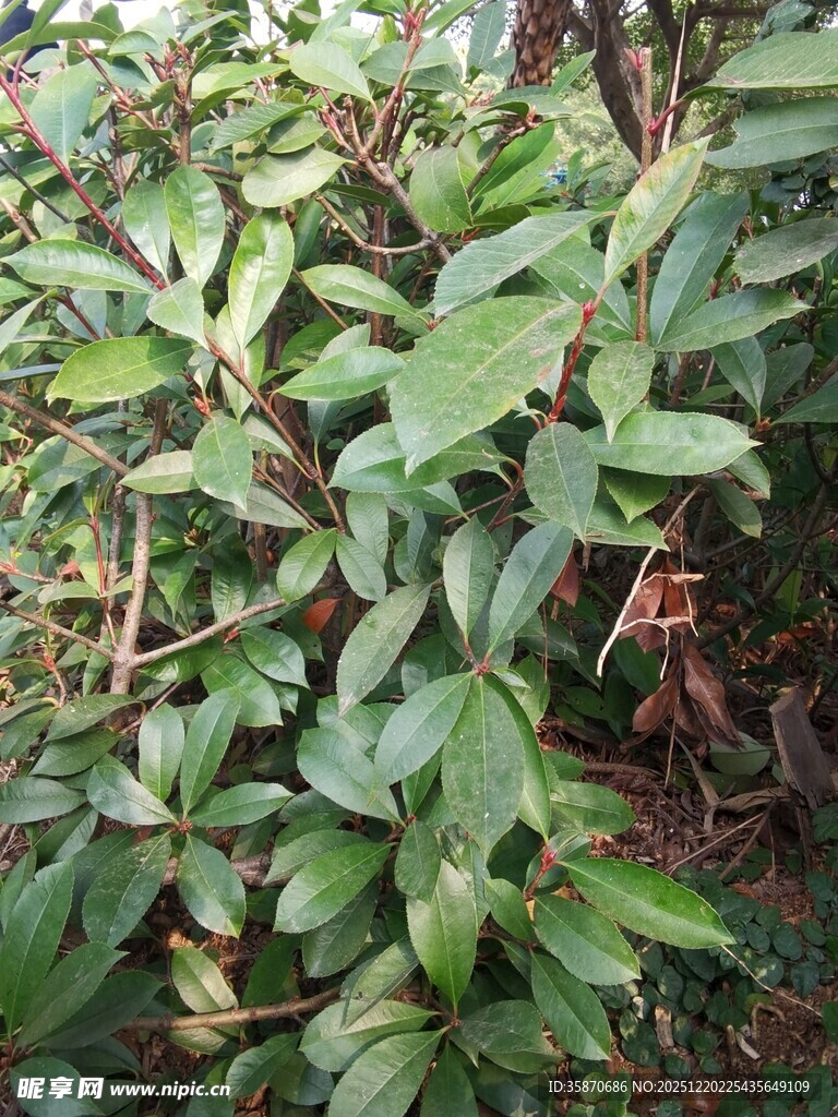 绿叶繁茂的植物景观