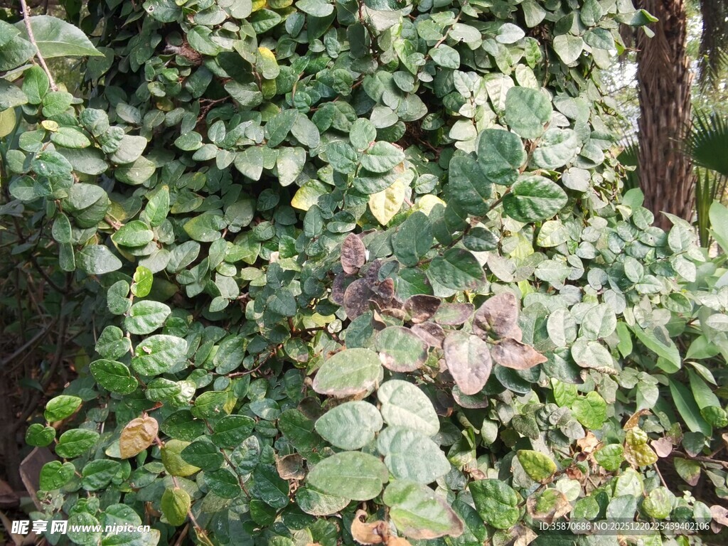 绿叶繁茂的植物景观