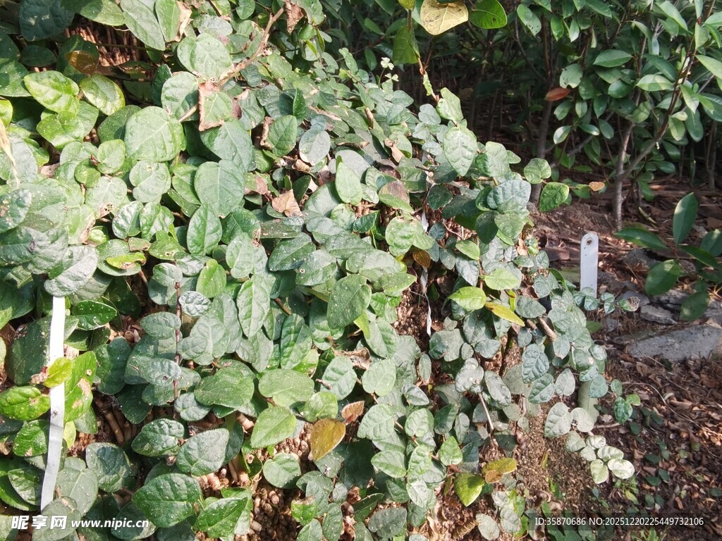 绿叶繁茂的植物景观
