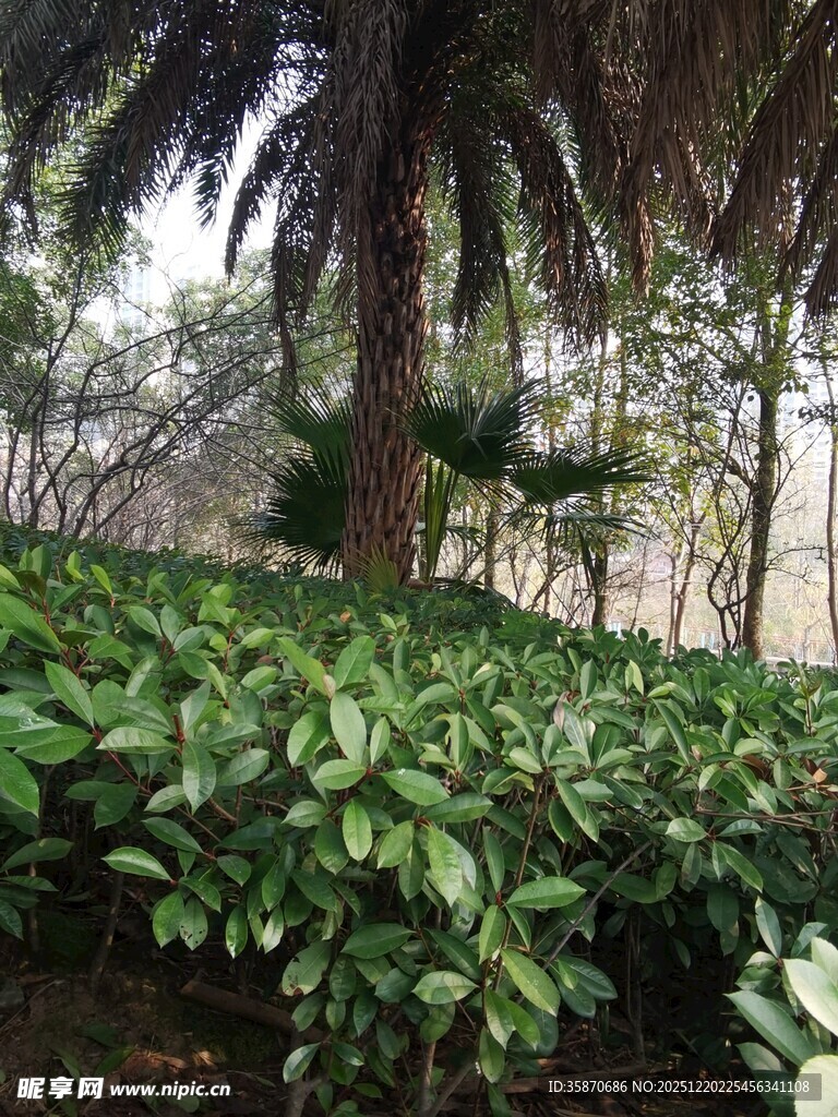 繁茂绿植与高大棕榈树