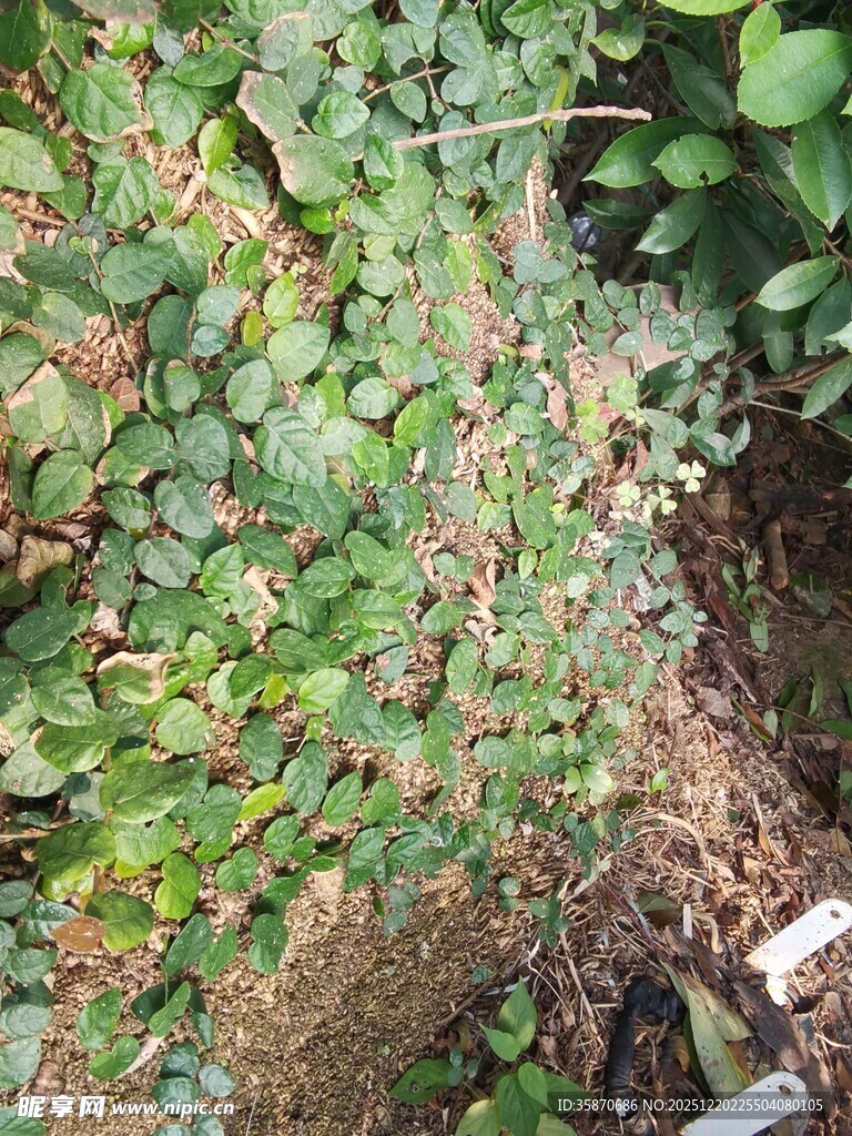 绿叶间的红色果实