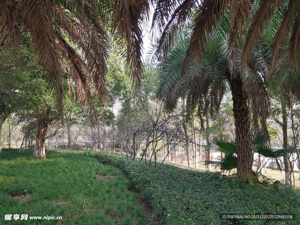 林间葱郁棕榈树景观