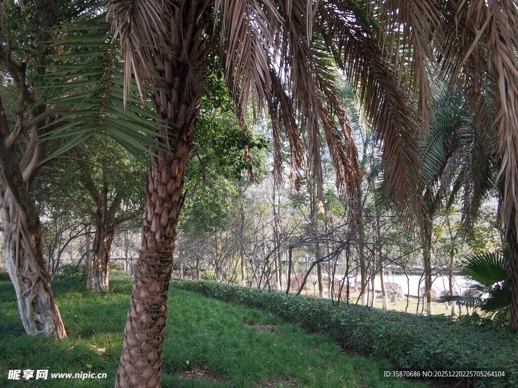 林间棕榈与翠绿草地