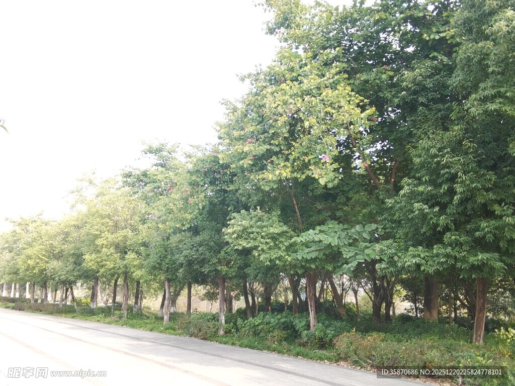 道路旁的葱郁绿树