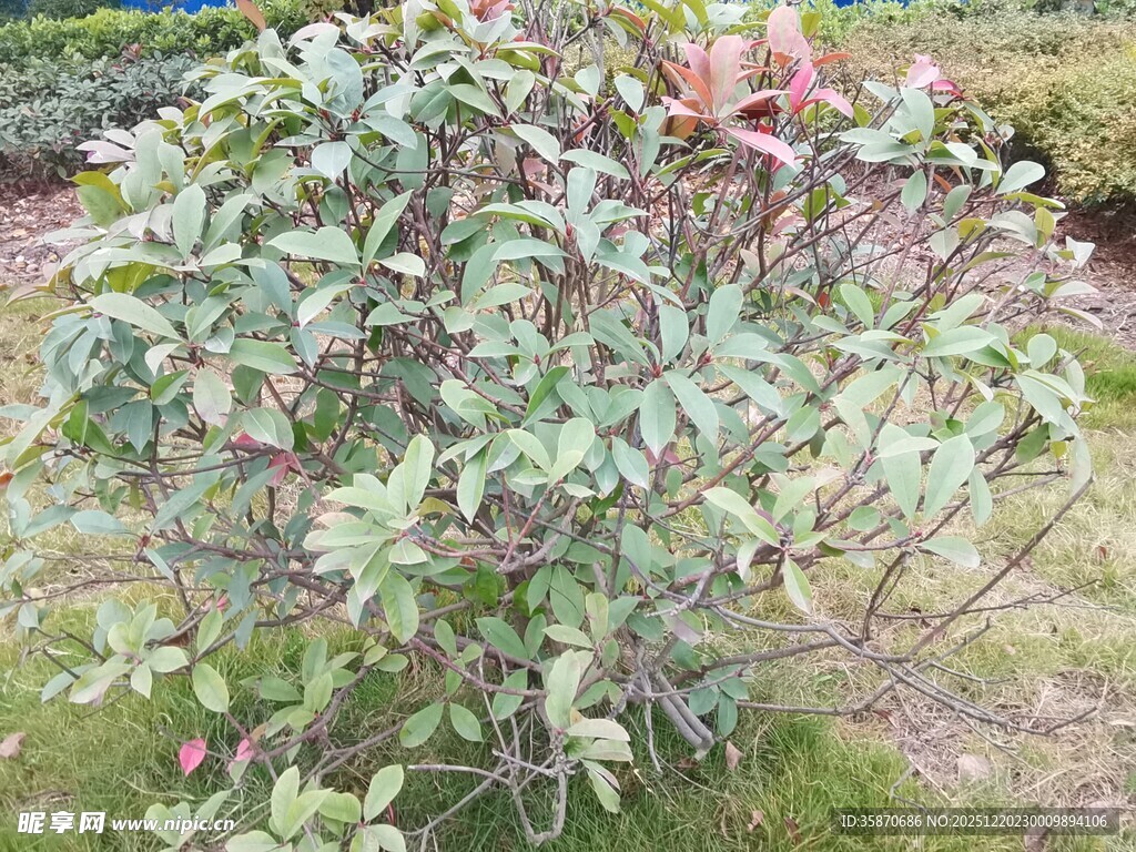 绿叶粉花植物景观